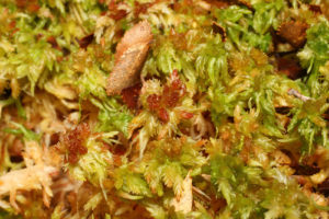 Sphagnum magellanicum