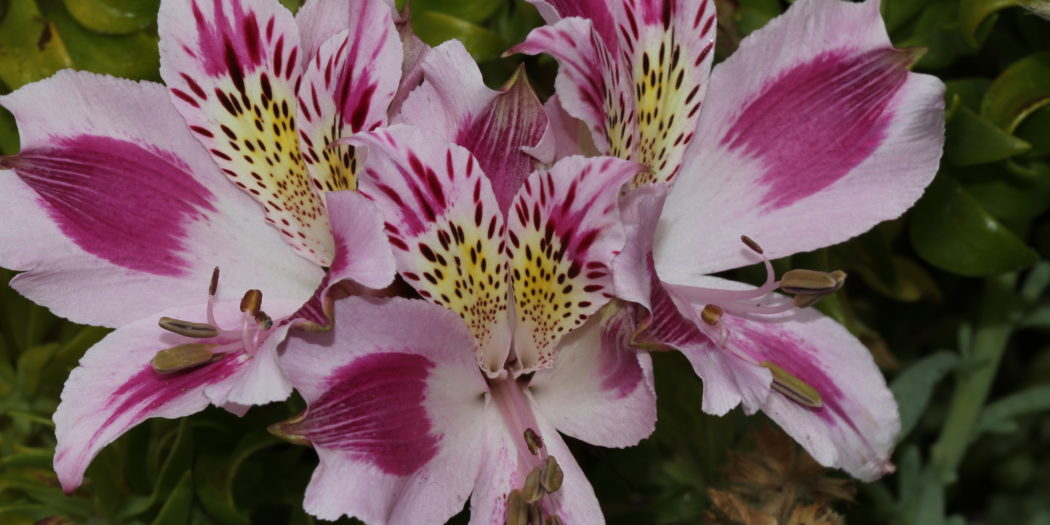 Alstroemeria pelegrina L